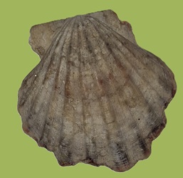 coquille