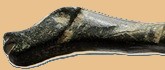 fibule