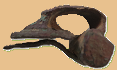 fibule